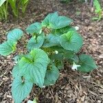 Viola blanda Leaf