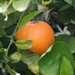 Citrus sinensis Frukt