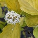 Cornus sericeaFiore