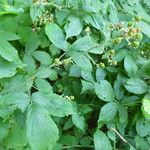 Rubus subinermoides Outro