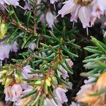 Erica lusitanica Blad