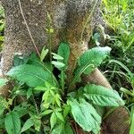 Chaptalia nutans Yaprak