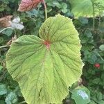 Begonia handelii Folha