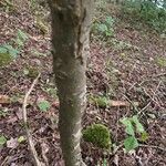 Celtis laevigata Bark