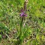 Anacamptis laxifloraКвітка