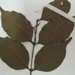 Eugenia albicans Other