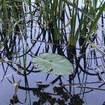 Nuphar pumila Feuille