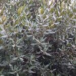 Euclea crispa عادت داشتن