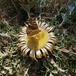 Carlina acanthifoliaЦвят