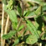 Helianthemum salicifolium Лист