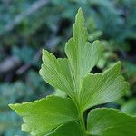 Asplenium stuhlmannii Leaf