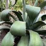 Agave shaferi Blad