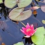 Nymphaea candida Flower