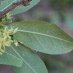 Boscia mossambicensis Hoja
