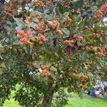 Crataegus crus-galli ഇല