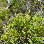 Baccharis latifolia Buveinė