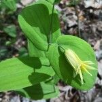 Uvularia perfoliata Virág