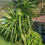 Yucca gigantea葉