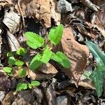 Stachys floridana Blad