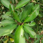Ardisia elliptica 葉