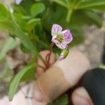 Claytonia caroliniana ফুল