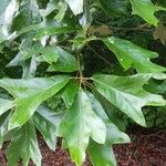 Quercus falcata Hostoa