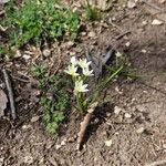 Nothoscordum bivalve Blomma