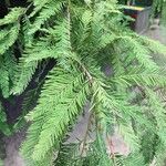 Taxodium distichum叶