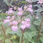 Impatiens glanduliferaFlower