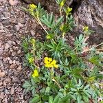 Zizia aurea Habit