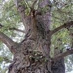 Populus nigra چھال