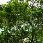Pouteria caimito Leaf