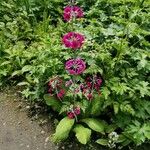 Primula bulleyana Blomma
