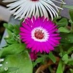 Cleretum bellidiforme Kwiat