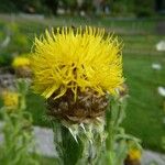 Centaurea macrocephala Цветок