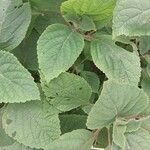 Plectranthus fruticosus Blatt