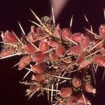 Astragalus armatus Fruit