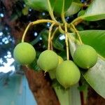 Calophyllum inophyllumFruit