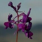 Linaria purpureaOutro