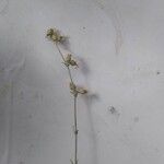 Silene stenobotrys Flor