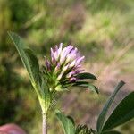 Trifolium squamosum Blomst