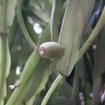 Rhipsalis micrantha Fruit