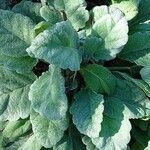 Salvia argentea Costuma