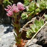 Sempervivum montanum Hábito