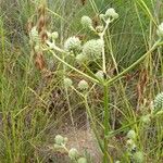 Eryngium yuccifolium Цветок