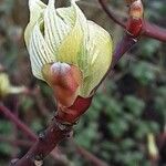 Cornus alba Fuelha