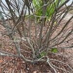 Ilex glabra Bark