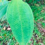 Miconia dependens Feuille