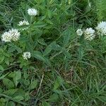 Trifolium montanum Habit