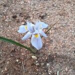 Moraea setifolia Çiçek